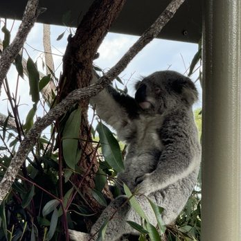Taronga Zoo - Zoos Near Me - Mosman, NSW Taronga Zoo - Zoos Near Me - Mosman, NSW
