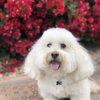 OC Happy Tails - Pet Groomers Near Me - Dana Point, California OC Happy Tails - Pet Groomers Near Me - Dana Point, California
