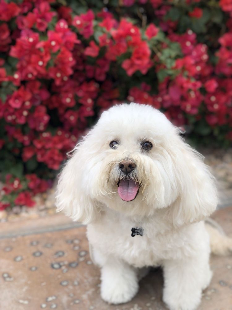 OC HAPPY TAILS DOG GROOMING 61 Photos & 97 Reviews 32802 Crown