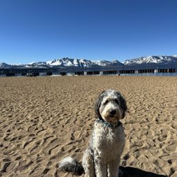 Big dog Blu waiting for a command in Tahoe!