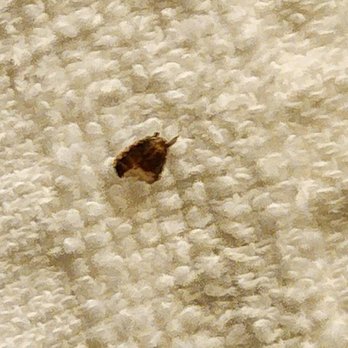 Days Inn by Wyndham Selma - Bed bug insects - Hotels Near Me - Selma, North Carolina Days Inn by Wyndham Selma - Bed bug insects - Hotels Near Me - Selma, North Carolina