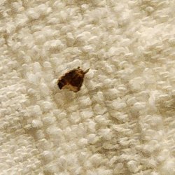 Days Inn by Wyndham Selma - Bed bug insects