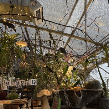 The Greenhouse Bar - Orchids - Bars Near Me - Nashville, Tennessee