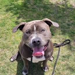 Happier, calmer, better adjusted dog. Happier, calmer, better adjusted dog.