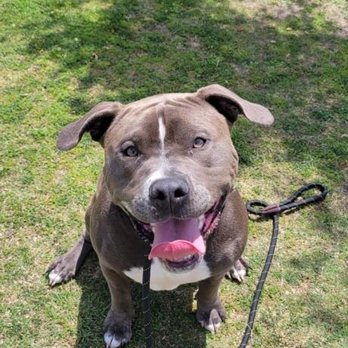 The Dog Listener - Happier, calmer, better adjusted dog. - Pet Training Near Me The Dog Listener - Happier, calmer, better adjusted dog. - Pet Training Near Me