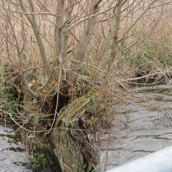 Kinderdijk - Willow trees for making wooden shoes. - Landmarks & Historical Buildings Near Me - Kinderdijk, ZH