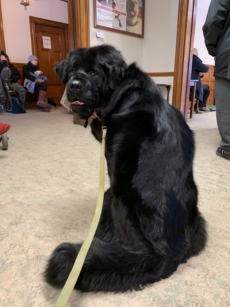 MERWIN MEMORIAL FREE CLINIC FOR ANIMALS 24 Photos 220 Reviews