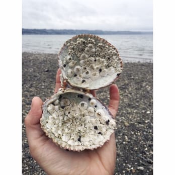Saltwater State Park - Parks Near Me - Des Moines, Washington Saltwater State Park - Parks Near Me - Des Moines, Washington