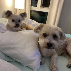 Dashing Dogs Dental - This is what I asked. I literally gave them this picture
