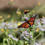 Butterfly Effect Garden Design