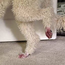 Back left and right paw Back left and right paw