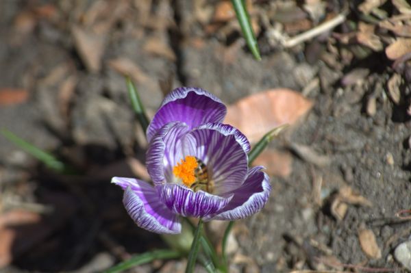 ABQ BioPark - Botanic Garden by null