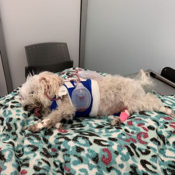 Advanced Veterinary Care Center - Tiffany the day after her attack - Emergency Pet Hospital Near Me - Davie, Florida Advanced Veterinary Care Center - Tiffany the day after her attack - Emergency Pet Hospital Near Me - Davie, Florida