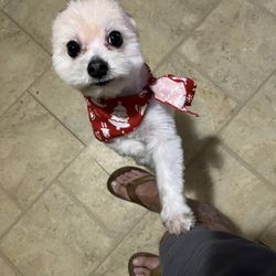 Dane Good Grooming