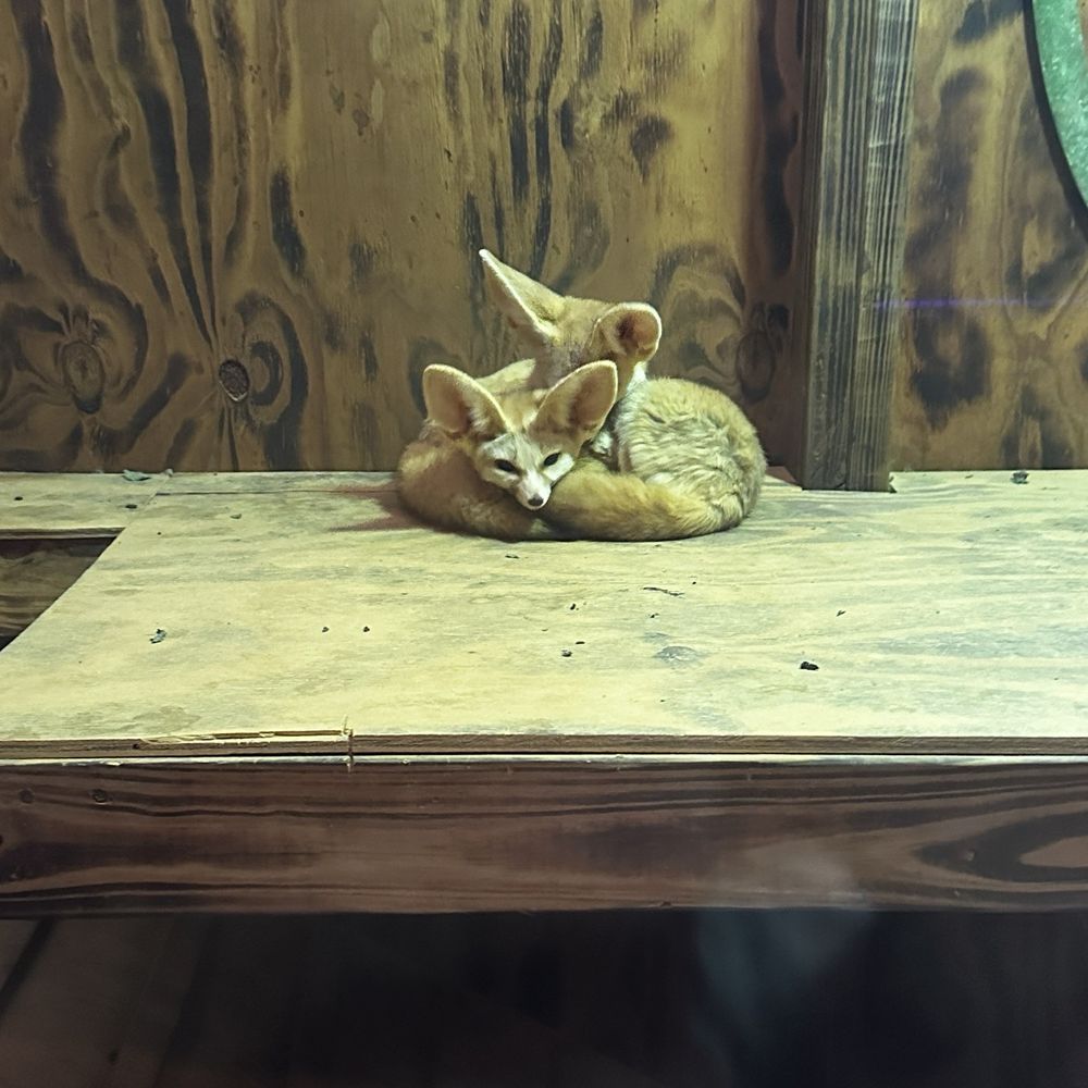 Fennec Fox So cute Fennec Fox So cute