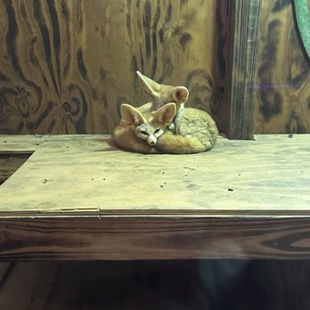 Panhandle Exotics - Fennec Fox So cute - Pet Stores Near Me - Pensacola, Florida Panhandle Exotics - Fennec Fox So cute - Pet Stores Near Me - Pensacola, Florida