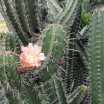 Municipal Park - Mexican Organ Pipe Cactus. Another night blooming species. Flowers close by late morning. - Parks Near Me - Edinburg, Texas Municipal Park - Mexican Organ Pipe Cactus. Another night blooming species. Flowers close by late morning. - Parks Near Me - Edinburg, Texas