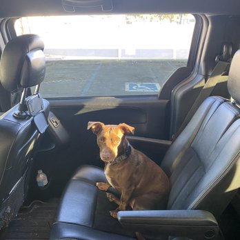 Thomas Veterinary Hospital - My baby staying cool in the car with ac - Veterinarians Near Me - Downey, California Thomas Veterinary Hospital - My baby staying cool in the car with ac - Veterinarians Near Me - Downey, California