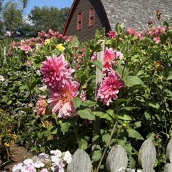 Pineapple Hill Orchard