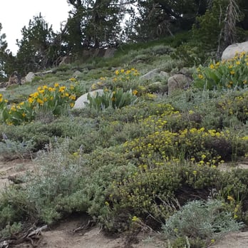 Mt Rose Hike - More flowers - Hiking Near Me - Incline Village, Nevada Mt Rose Hike - More flowers - Hiking Near Me - Incline Village, Nevada