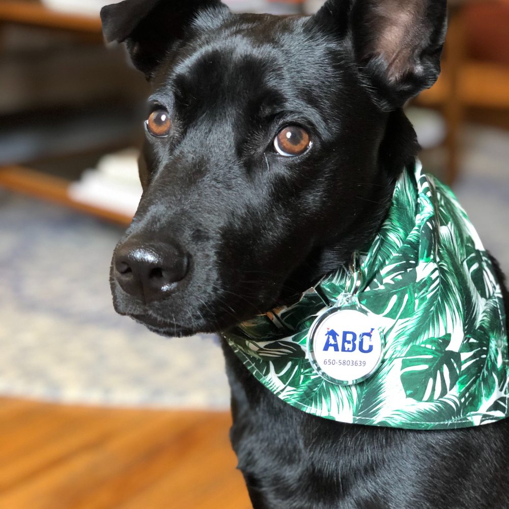 A Better Chance Rescue - Pet Adoption Near Me