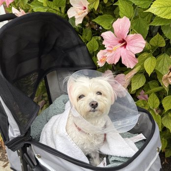 Veterinary Surgical Specialists - Veterinarians Near Me - Tustin, California Veterinary Surgical Specialists - Veterinarians Near Me - Tustin, California