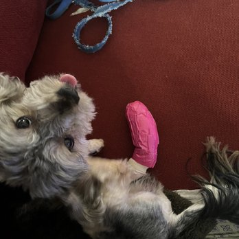 Ohana Paws - His current cast the vet has put on him - Pet Groomers Near Me - Rialto, California Ohana Paws - His current cast the vet has put on him - Pet Groomers Near Me - Rialto, California