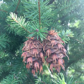 Frosty's Christmas Tree Farm - Christmas Trees Near Me - Los Gatos, California