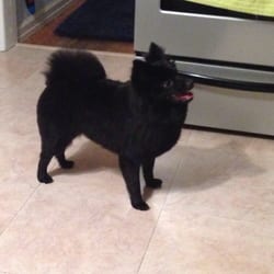 Bark Avenue Pet Salon - My pomeranians new cut. Very satisfied.