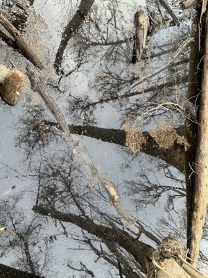 Caw Caw Interpretive Center by null