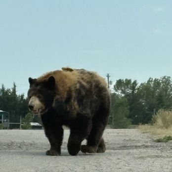 Bear Country USA - Bear - Zoos Near Me - Rapid City, South Dakota Bear Country USA - Bear - Zoos Near Me - Rapid City, South Dakota