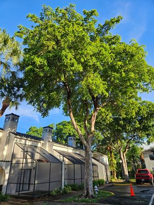 Best Fruit Trees to Plant on a Treelawn in Florida: Top Picks for Success