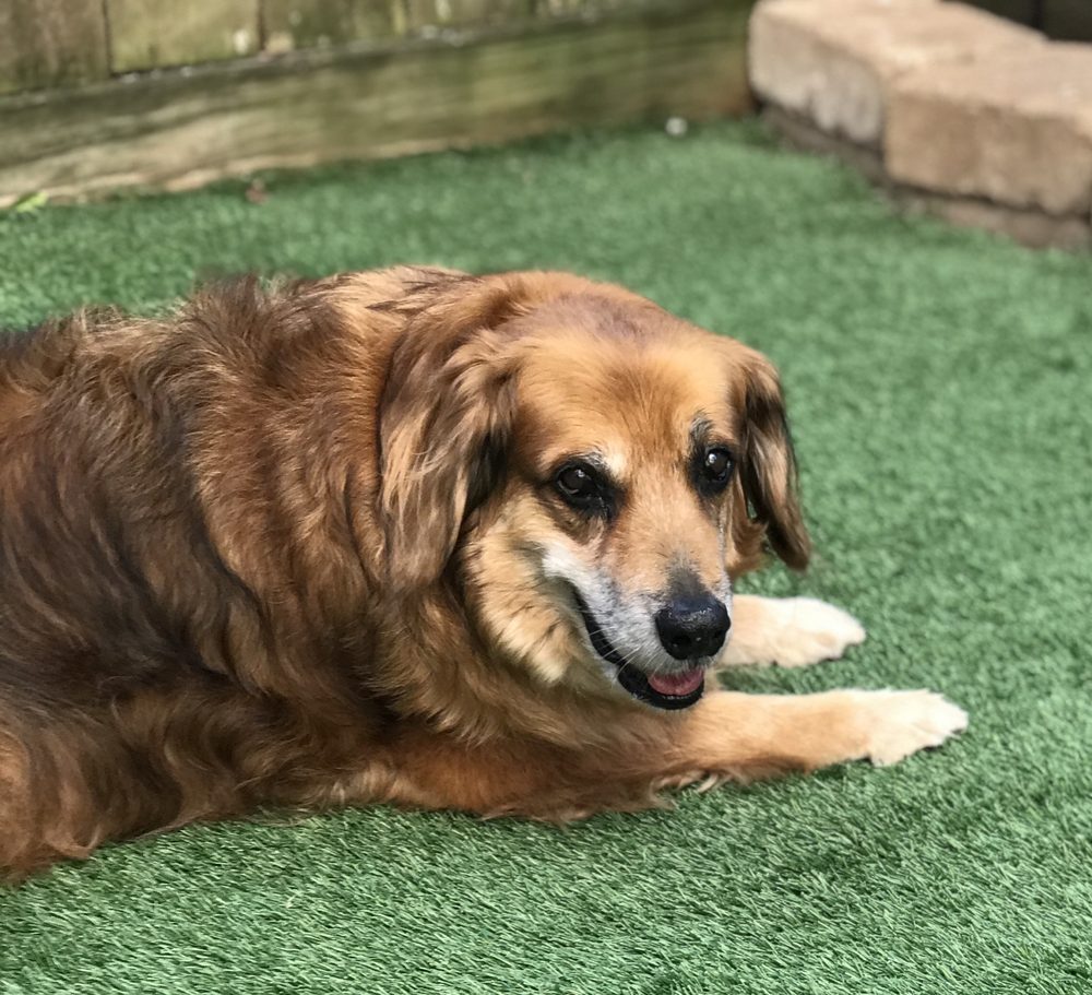 BRANDIBEE PET SITTING 28 Photos Dog Walkers Houston, TX Phone