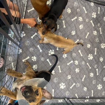 Pet Supplies Plus Pleasanton - Pet Stores Near Me - Pleasanton, California Pet Supplies Plus Pleasanton - Pet Stores Near Me - Pleasanton, California
