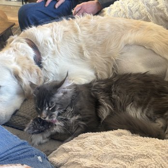 Dynasty Maine Coons - Pet Breeders Near Me