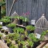 Kruckeberg Botanic Garden gift card