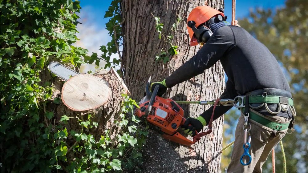 RELIABLE TREE AND LANDSCAPE SOLUTIONS Updated September 2024 15