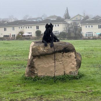 Off Leash K9 Training- Bay Area - Mayhem "extended place command" - Pet Training Near Me Off Leash K9 Training- Bay Area - Mayhem "extended place command" - Pet Training Near Me