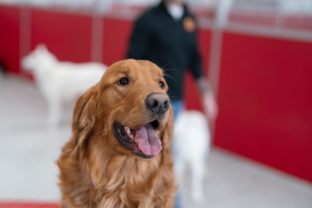 The Dog Stop - East End, Pittsburgh - pet boarding facility in Pittsburgh, PA