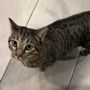 Affordable Pet Hospital