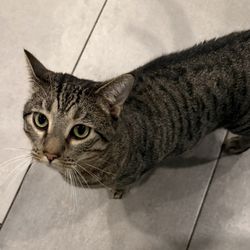 Affordable Pet Hospital - Rolo looking for breakfast.