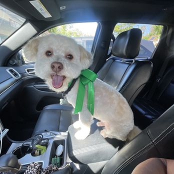 Dream Pet Grooming - Pet Groomers Near Me - Irvine, California Dream Pet Grooming - Pet Groomers Near Me - Irvine, California