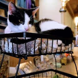 Knife, a piebald domestic short hair cat.