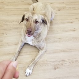 My dog working for a treat My dog working for a treat