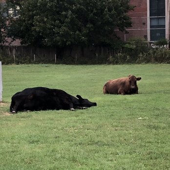 Queens County Farm Museum - Cows - Museums Near Me - Floral Park, New York