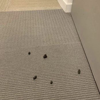 Vert - Dogs poop - Apartments Near Me - Los Angeles, California Vert - Dogs poop - Apartments Near Me - Los Angeles, California