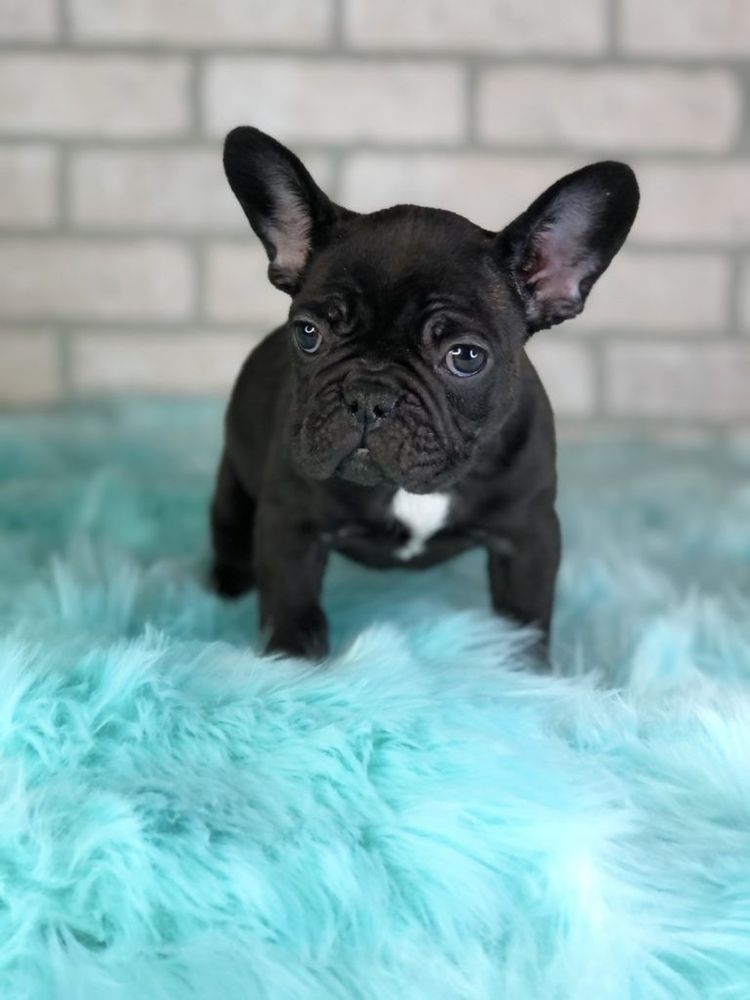 PIGEON RIVER PUPS Updated August 2024 16 Photos Shipshewana