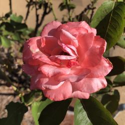 Thomasville Rose Garden