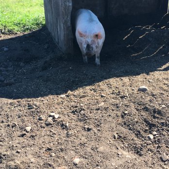 Little Qualicum Cheeseworks - Cheese Shops Near Me - Parksville, British Columbia