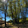 Photo of NM Skyline Tree Removal